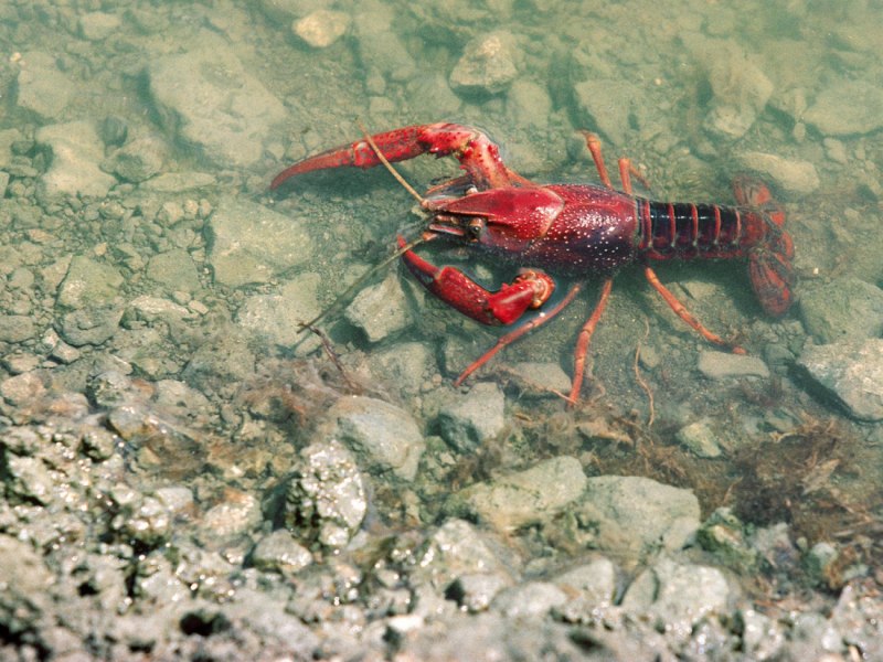 Pacifastacus leniusculus