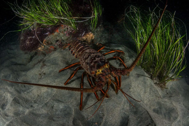 Канадский (Homarus americanus)