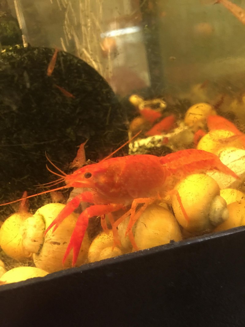 Procambarus Cubensis