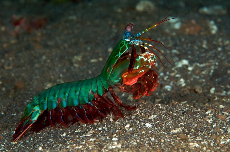 Procambarus alleni синий Флоридский рак.