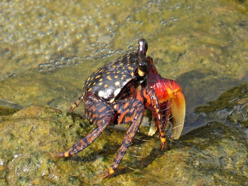 Водные ракообразные