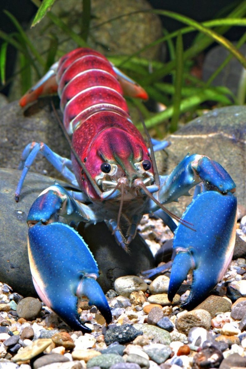 Procambarus fallax