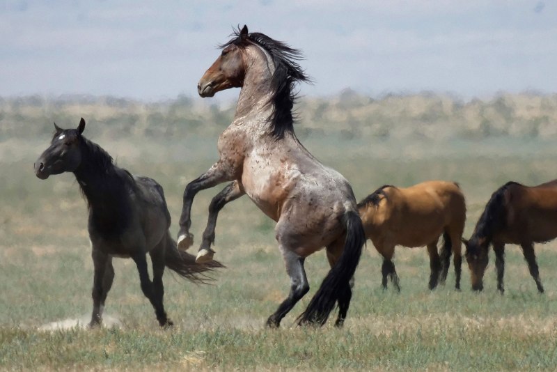 Американский Мустанг лошадь