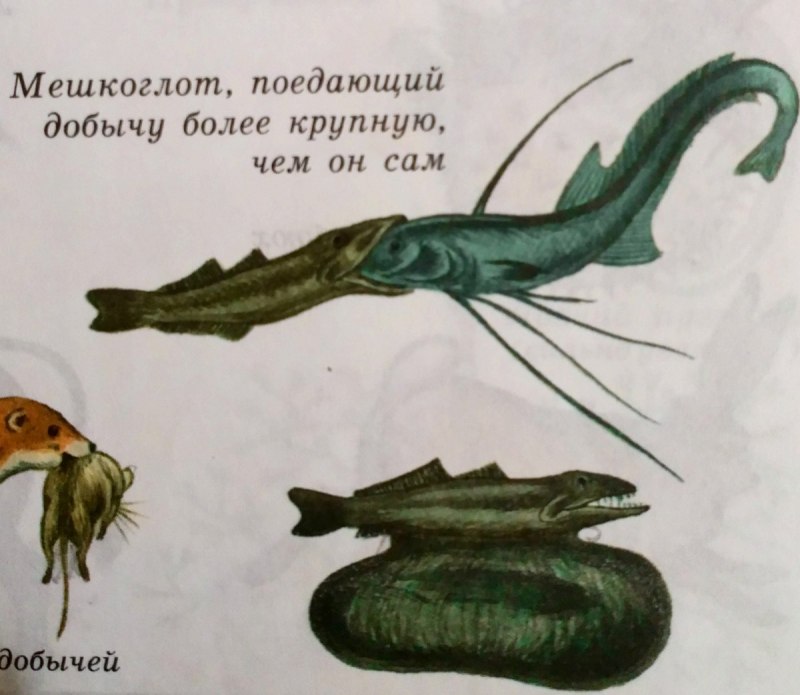 Удильщик мешкорот