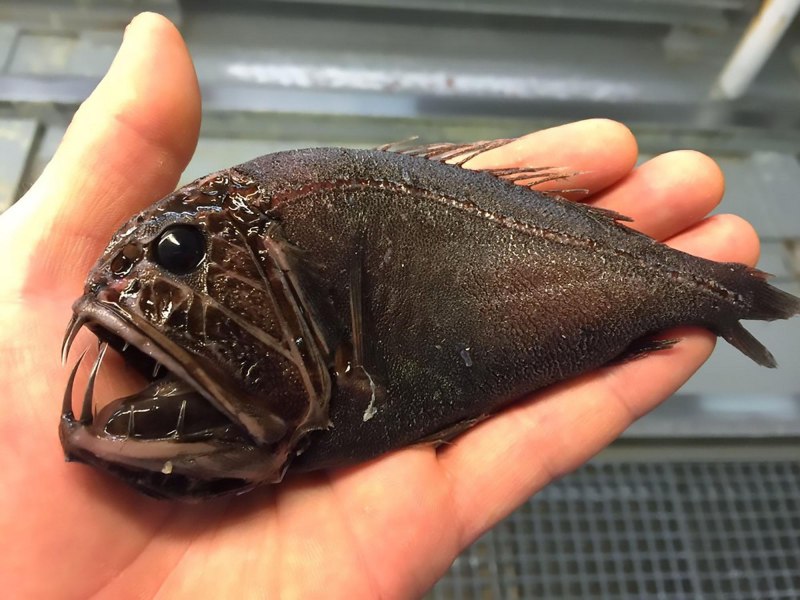 Морской черт удильщик