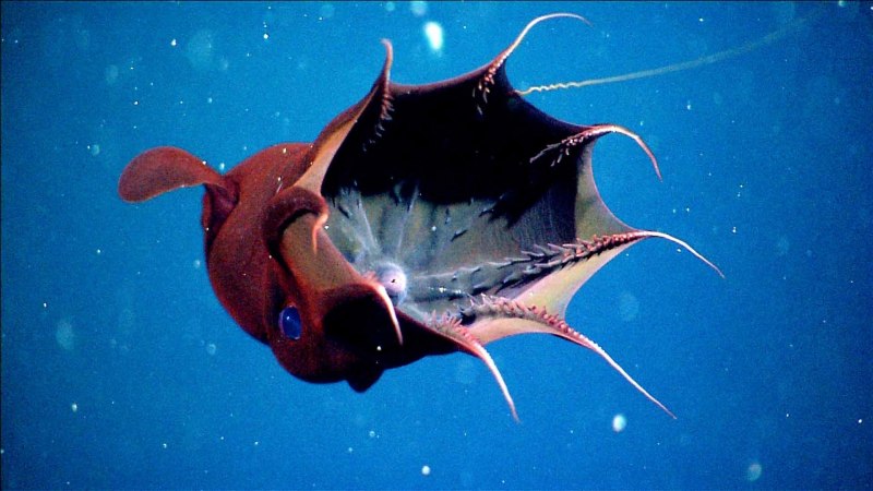 Морской черт удильщик