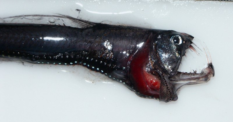 Clarias batrachus