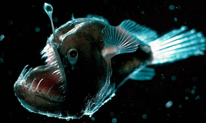 Морской черт удильщик
