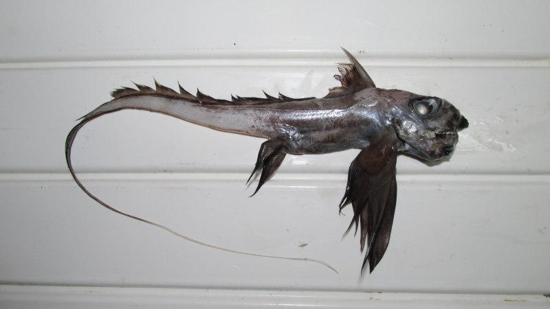 Глубоководная рыба Marine Hatchetfish