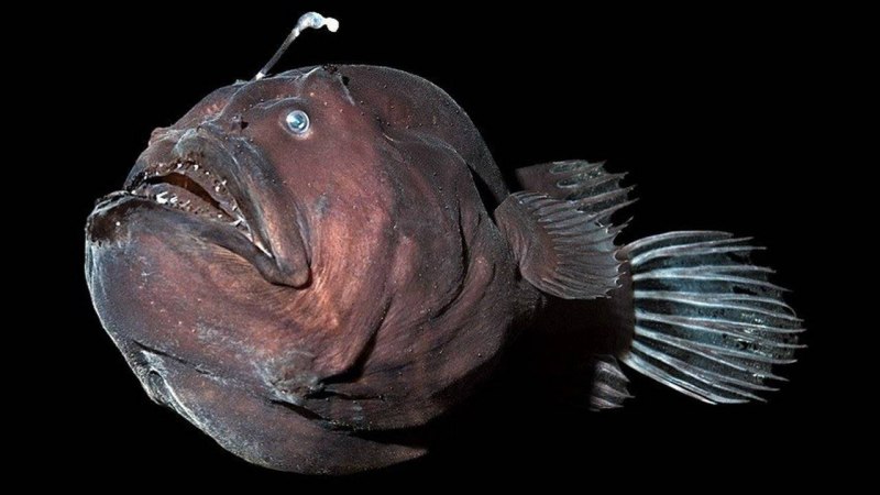 Сом обыкновенный Silurus GLANIS