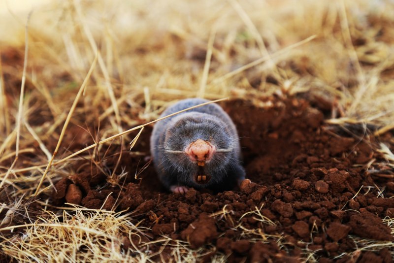 Голый землекоп (Heterocephalus Glaber)