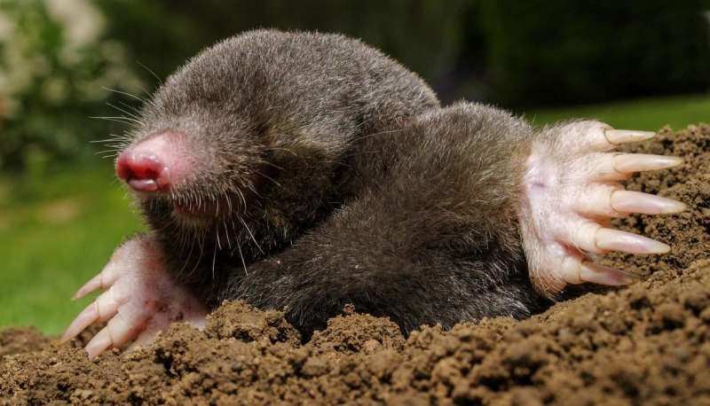 Голый землекоп (Heterocephalus Glaber)