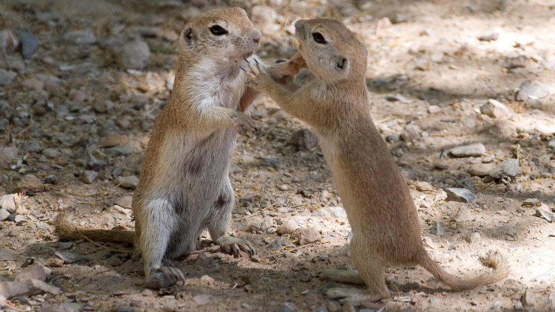 Калифорнийский суслик (Spermophilus beecheyi)