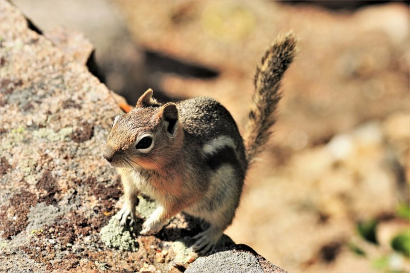 Ground Squirrel