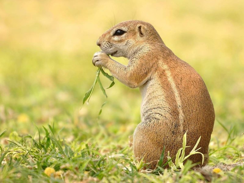 Xerus Toy