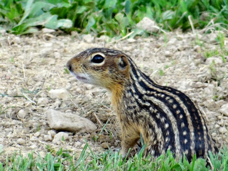 Citellus relictus
