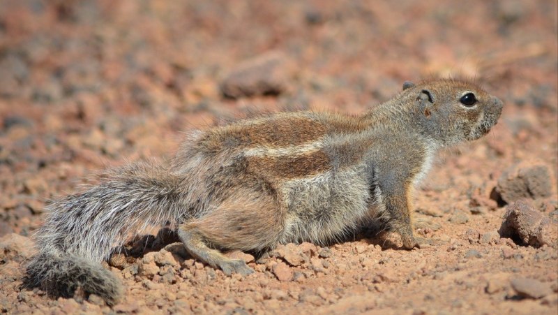Spermophilus beldingi
