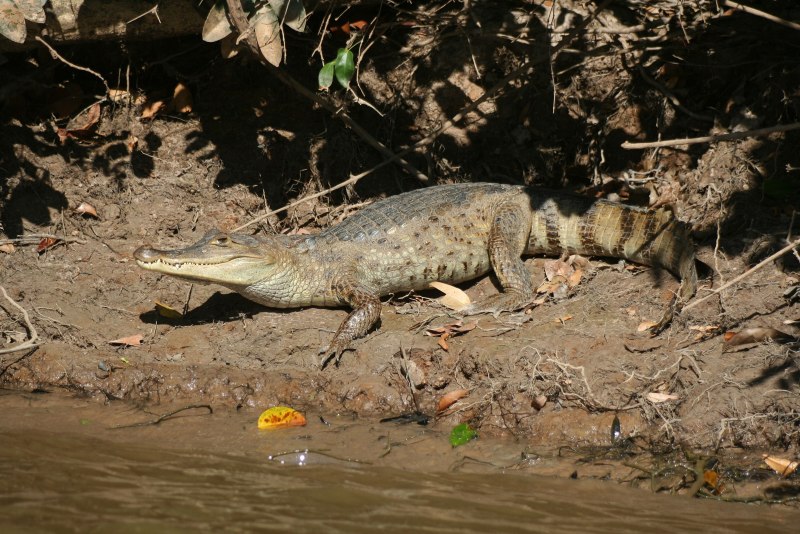 Черный Кайман (Melanosuchus Niger)