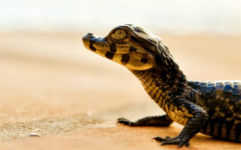 Миссисипский Аллигатор (Alligator mississippiensis)