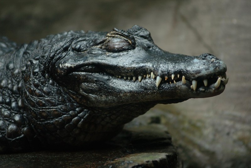 Caiman crocodilus