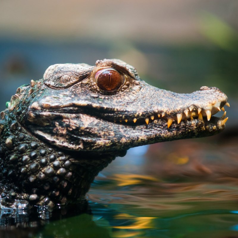 Spectacled Caiman