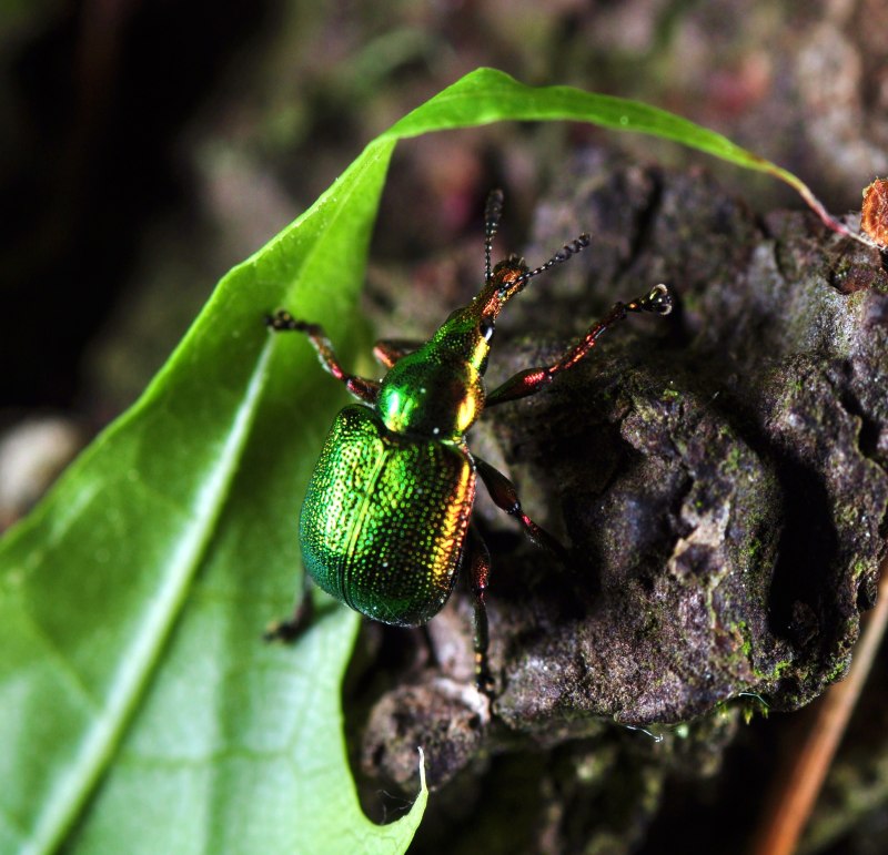 Deporaus betulae l