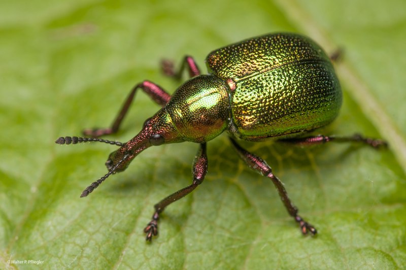 Byctiscus betulae