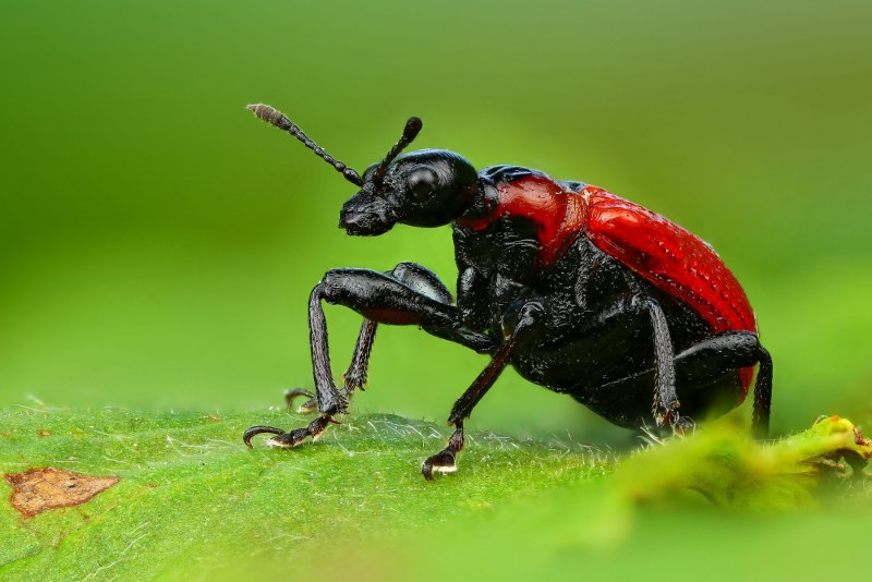 Populus canescens (Тополь сереющий)