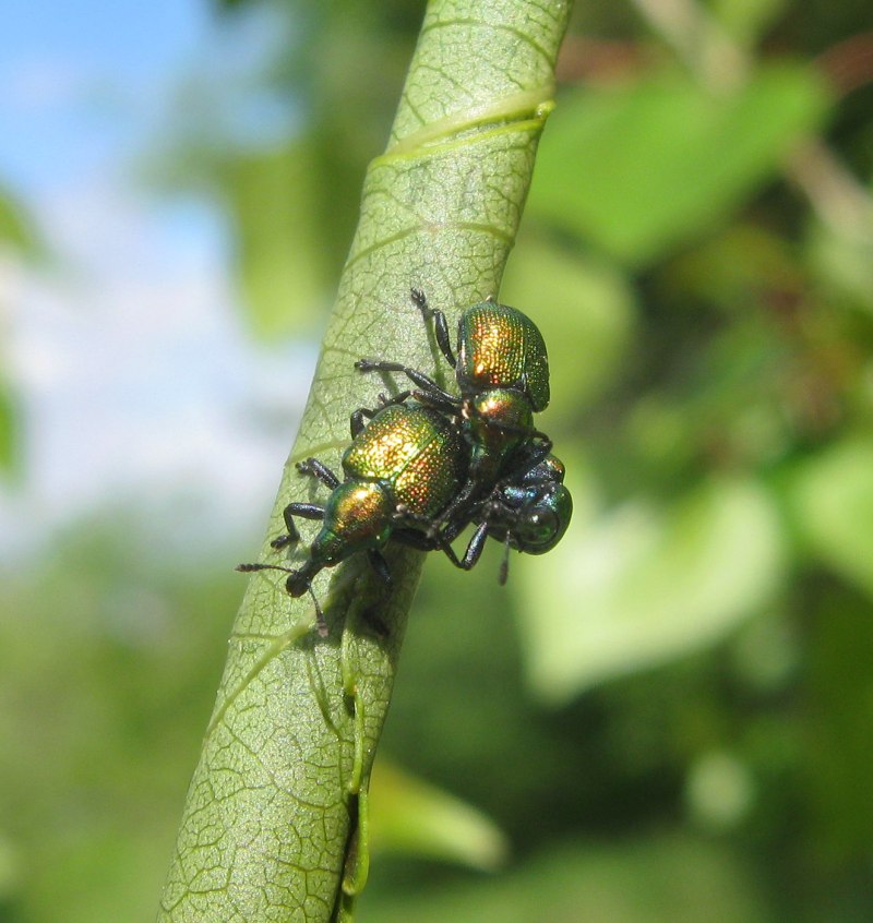 Apoderus coryli