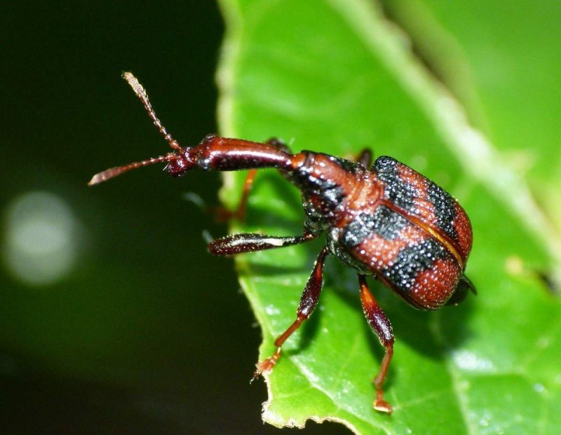 Byctiscus betulae