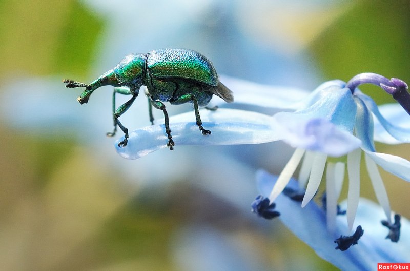 Apoderus coryli