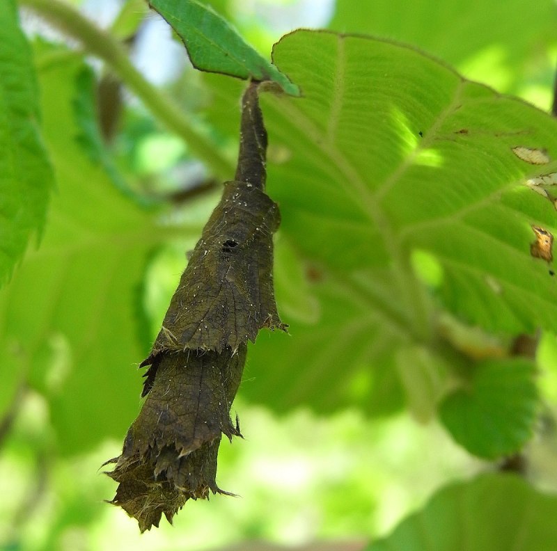 Byctiscus betulae
