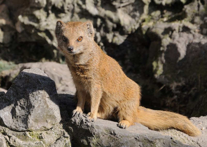 Herpestes edwardsii