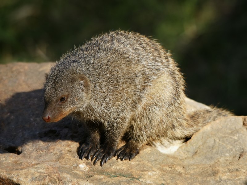 Herpestes edwardsii