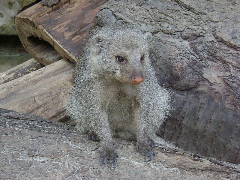 Королевский Мангуст