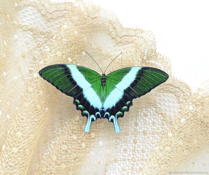 Палинур (Papilio Palinurus)