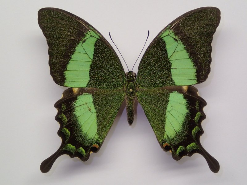 Парусник Палинур Papilio Palinurus