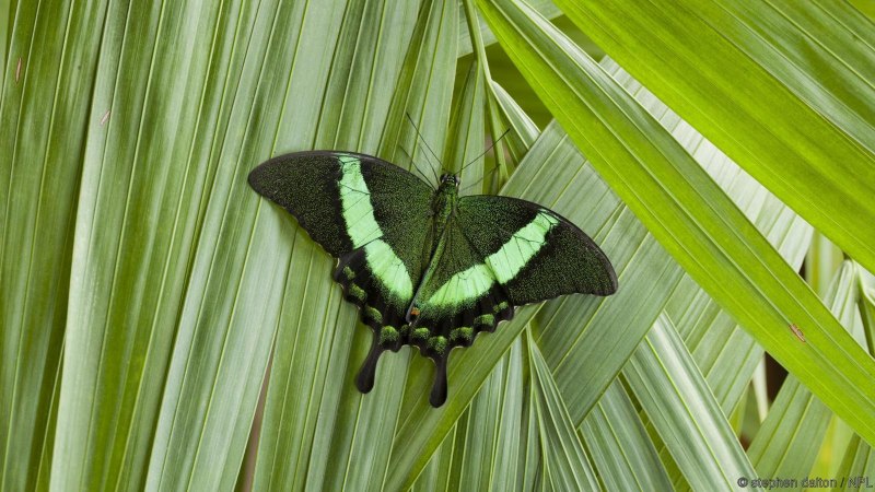 Papilio Blumei бабочка