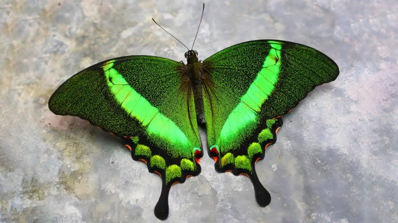 Papilio Palinurus бабочка Тропическая