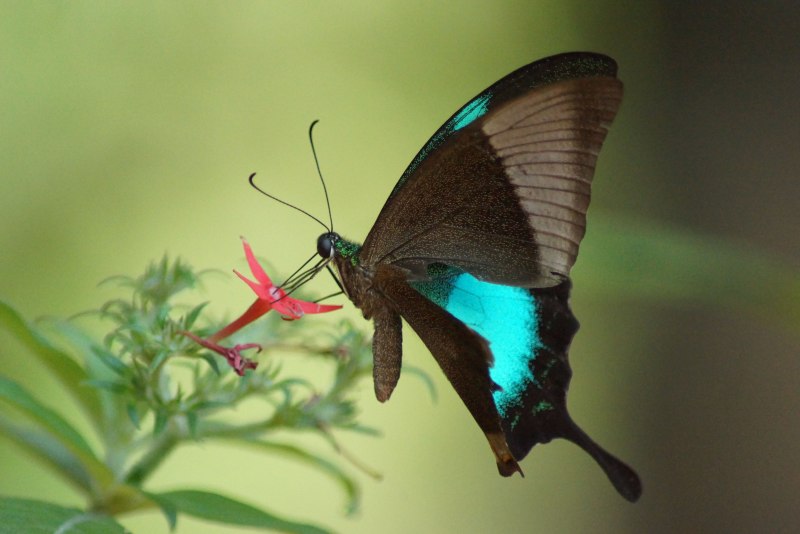 Papilio Palinurus куколка
