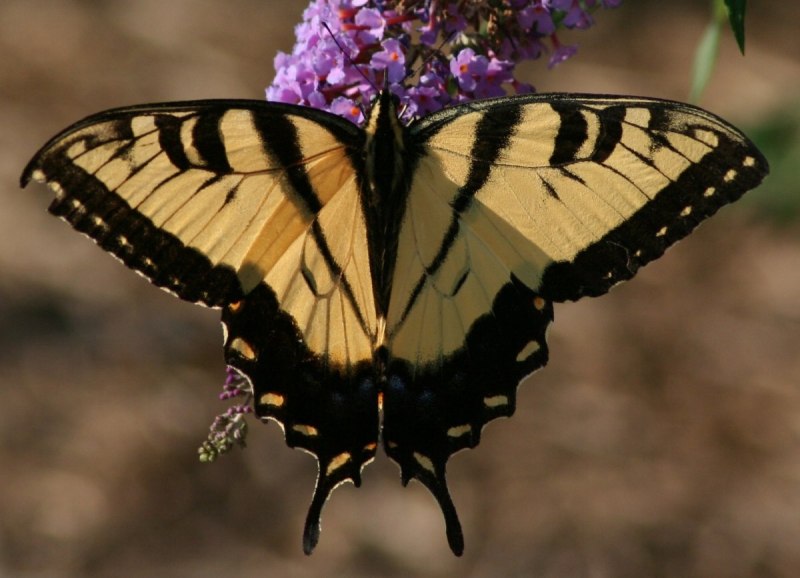 Papilio Palinurus гусеница