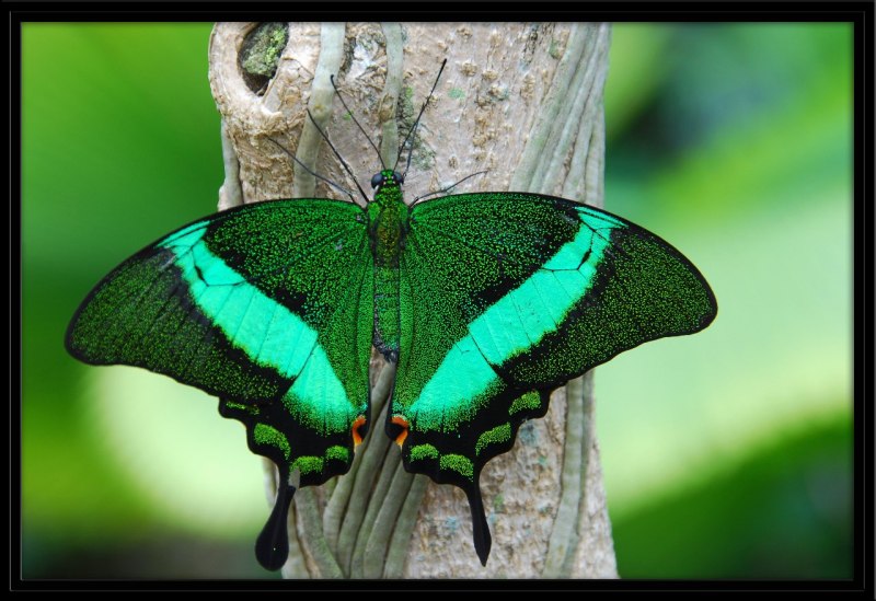 Papilio Palinurus бабочка