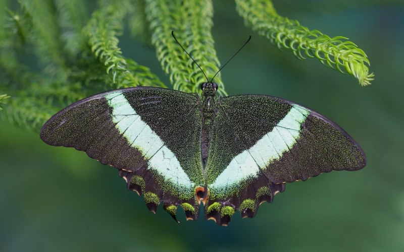 Papilio Palinurus бабочка