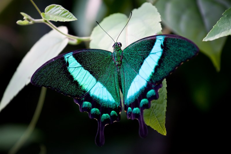 Papilio Palinurus бабочка
