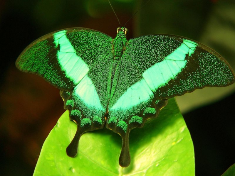 Парусник Палинур Papilio Palinurus