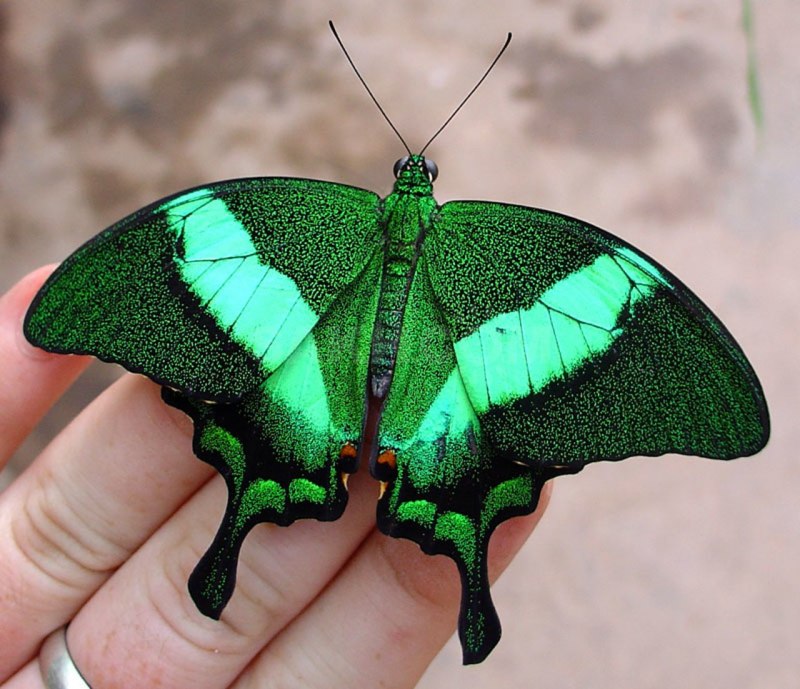 Papilio Palinurus голубая