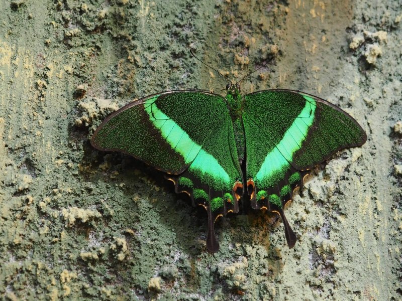 Preserved Butterflies