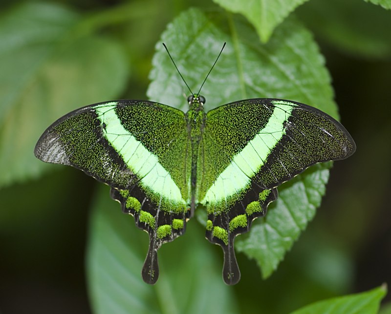 Papilio Palinurus куколка