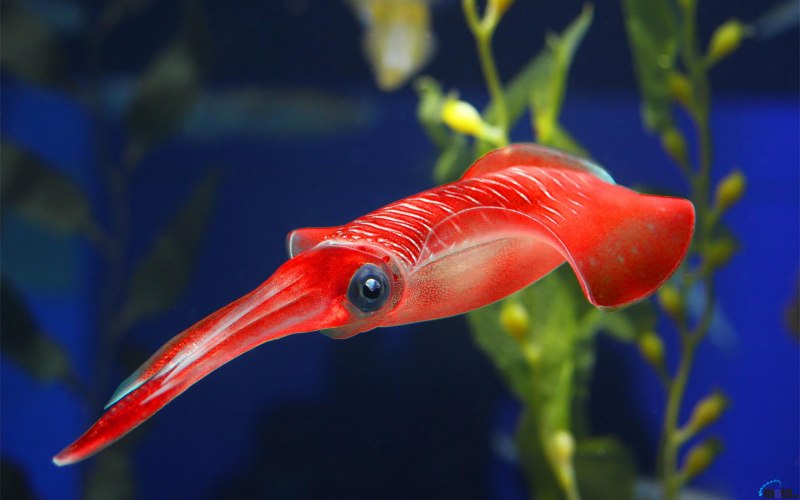 777 Squid Octopus