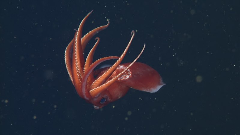 Адский вампир (Vampyroteuthis infernalis)